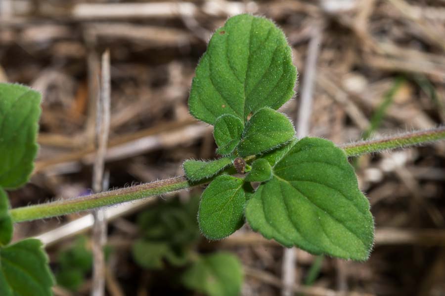 Clinopodium (=Calamintha) nepeta / Mentuccia comune, Nepitella
